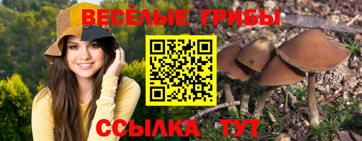 Псилоцибиновые грибы Cubensis Осинники